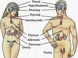 Endokrin veya Endokrinoloji Nedir? 