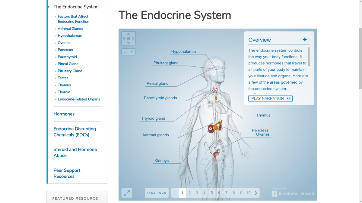 The Endocrine System