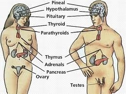 What is Endocrinology ?