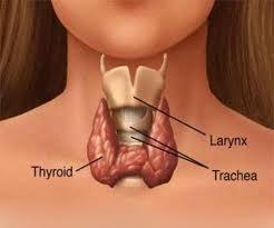 Thyroid