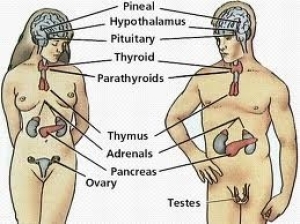 Endokrin veya Endokrinoloji Nedir ?