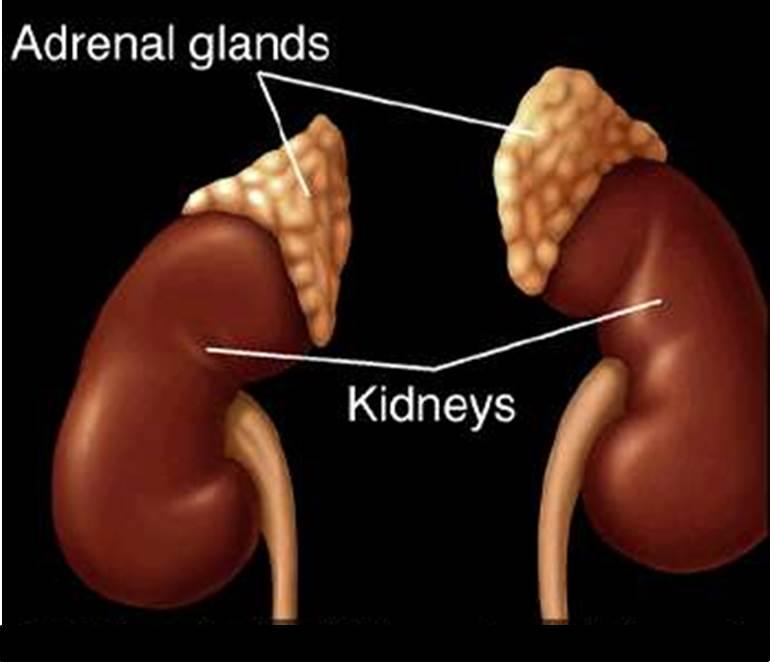 Adrenal (Böbrek üstü bezler) Hastalıklar